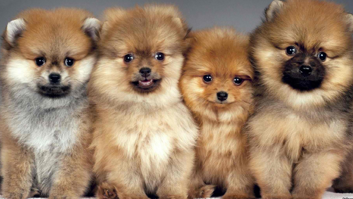 Koleksi Terbaru 47+ Gambar Lucu Anak Anjing