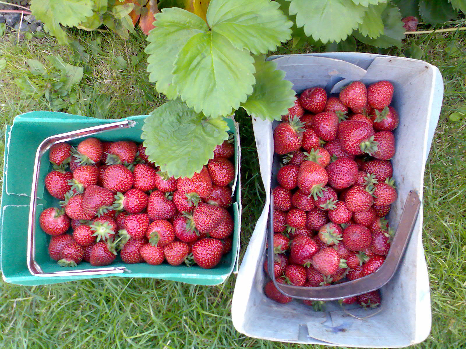 Ben's Adventures in Wine Making Strawberry Wine 2017 The Making Of...