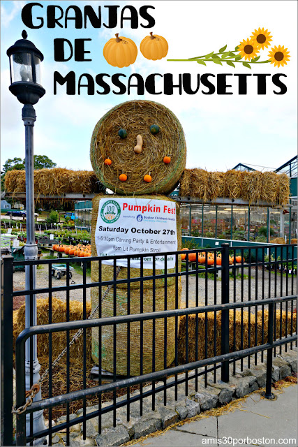 Granjas de Massachusetts: Lookout & Volante Farms 