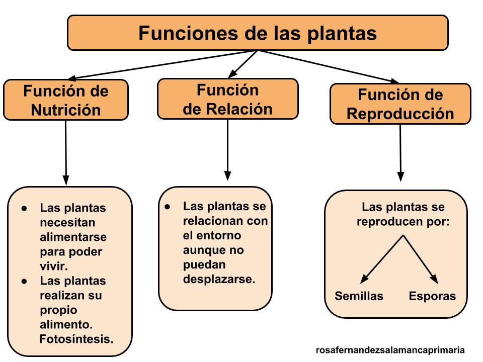 Que necesitan las plantas para vivir