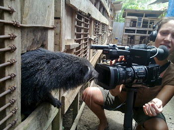 Binturung (Archictis Binturong)