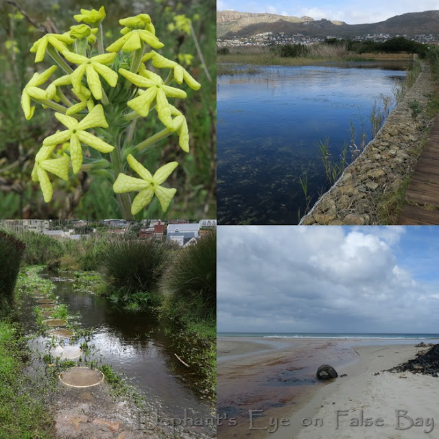 Silvermine Wetland and river mouth