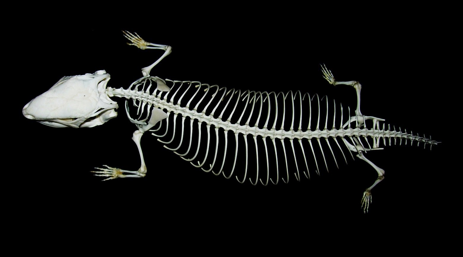 Skulls, bones and fish soup: Blue-tongued skink skeleton