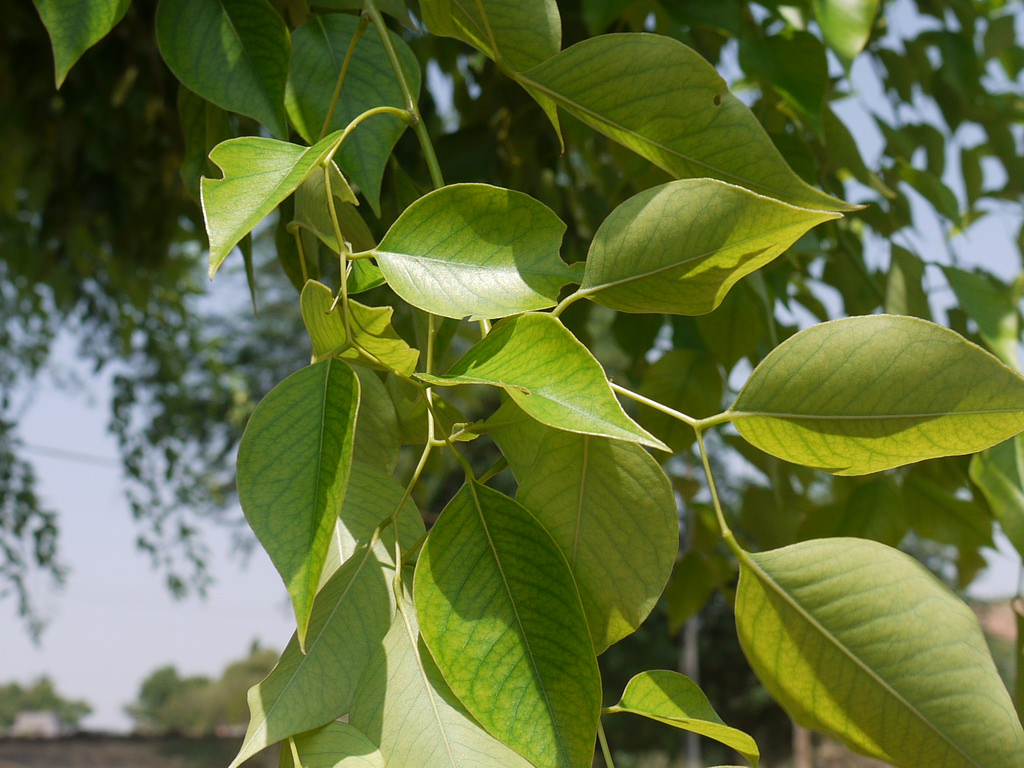 Medicinal benefits of Sheesham tree you must know about JS Pharmatech