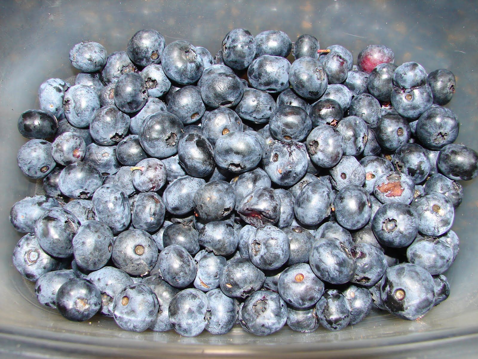 One Love Farm: Blueberries