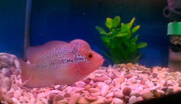 Cara Budidaya Ikan Hias Louhan Di Akuarium Budidaya Ikan