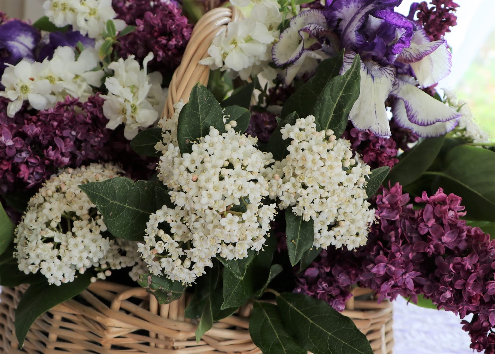 Roses Du Jardin Cheneland 04 01 2019 05 01 2019