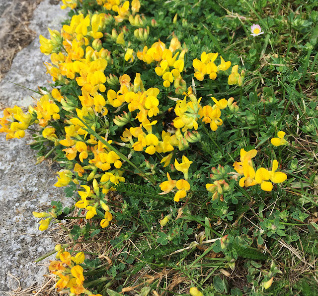 Bird's-foot Trefoil, Lotus corniculatus. Chapell Green, Crowborough, 3 June 2017. Bird's-foot Trefoil, Lotus corniculatus. Chapell Green, Crowborough, 3 June 2017.