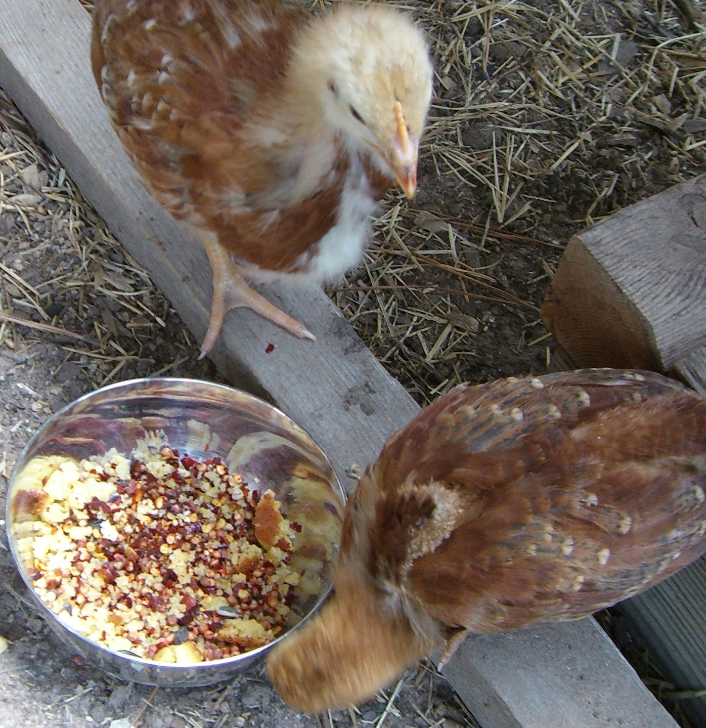 Chicken Lytle's Blog Feasting Chickens