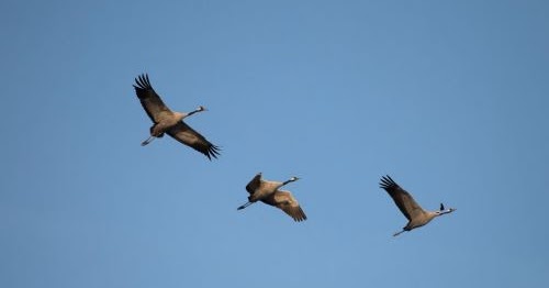 Aves%2bmigratorias%2bpodr%25c3%25a1n%2bmorir%2bpor%2bcontaminaci%25c3%25b3n%2bde%2bla%2bp%25c3%25b3lvora