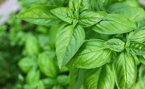 Cara Menyembuhkan Batuk Kering Cara Menyembuhkan Batuk Kering dengan Daun Kemangi