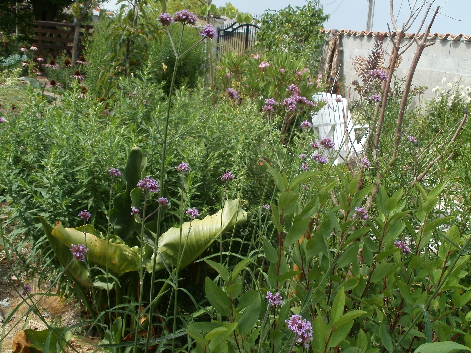 Le jardin de marie en charentemaritime: Verveine de Buenos Aires et Gaura