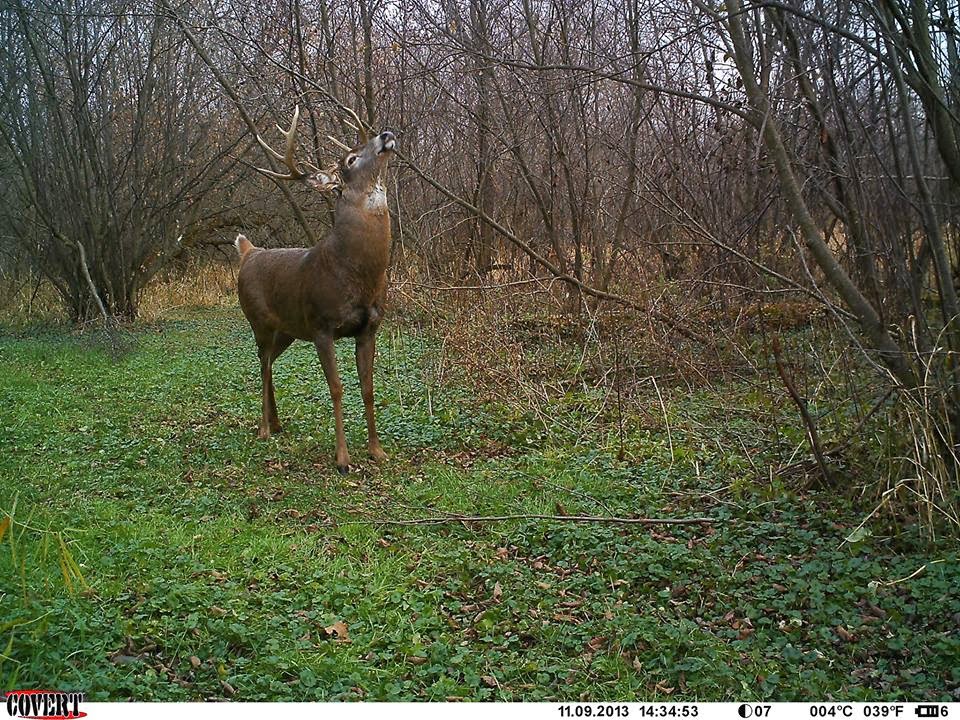 Marian's Hunting Stories, etc., etc., etc... Deer Smell Cam