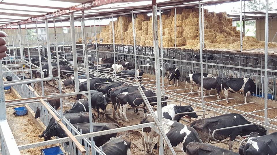 Rich Farm Tassels Dairy Farm in Photos Arguably the Largest and Most