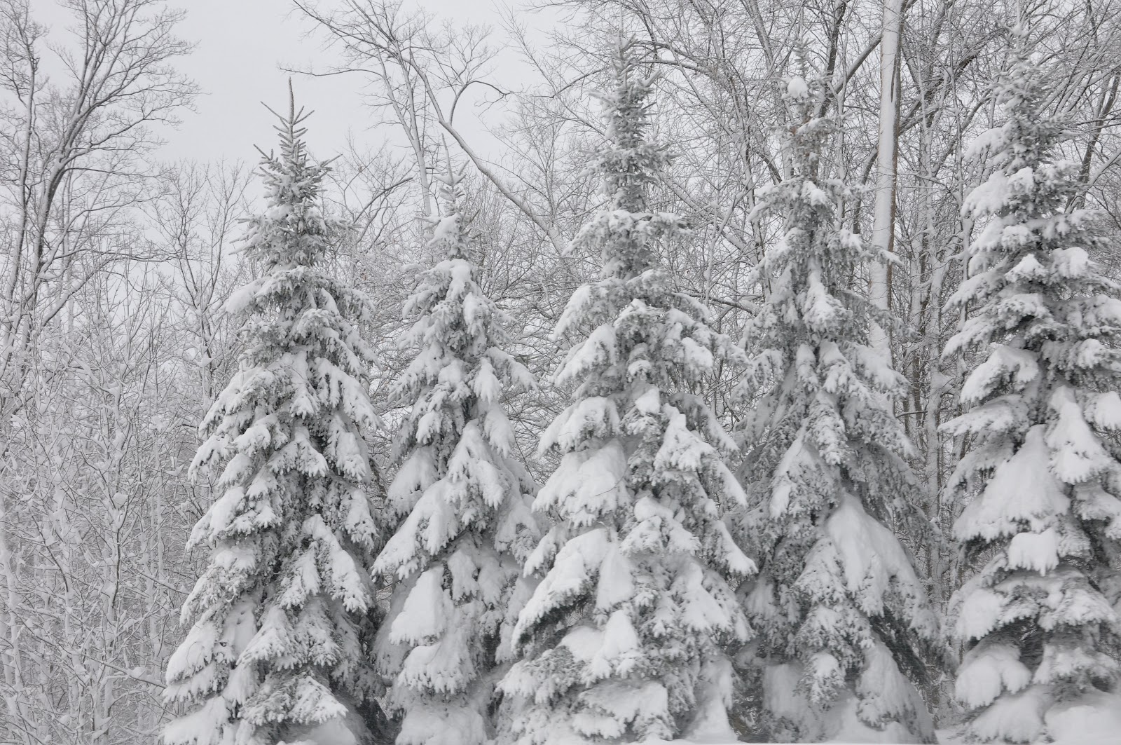 In the Pines Northern Michigan Snow Storm