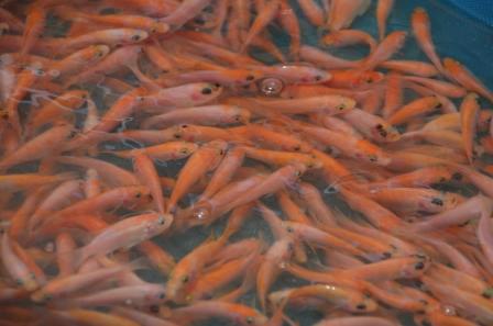 Pembekal Anak Benih Ikan Pembekal Anak Benih Ikan Air Tawar