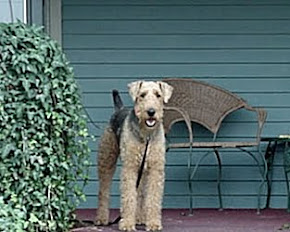 Reagan the Airedale