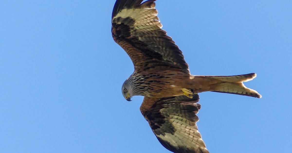 The History Girls History restored the Red Kite, by Leslie Wilson