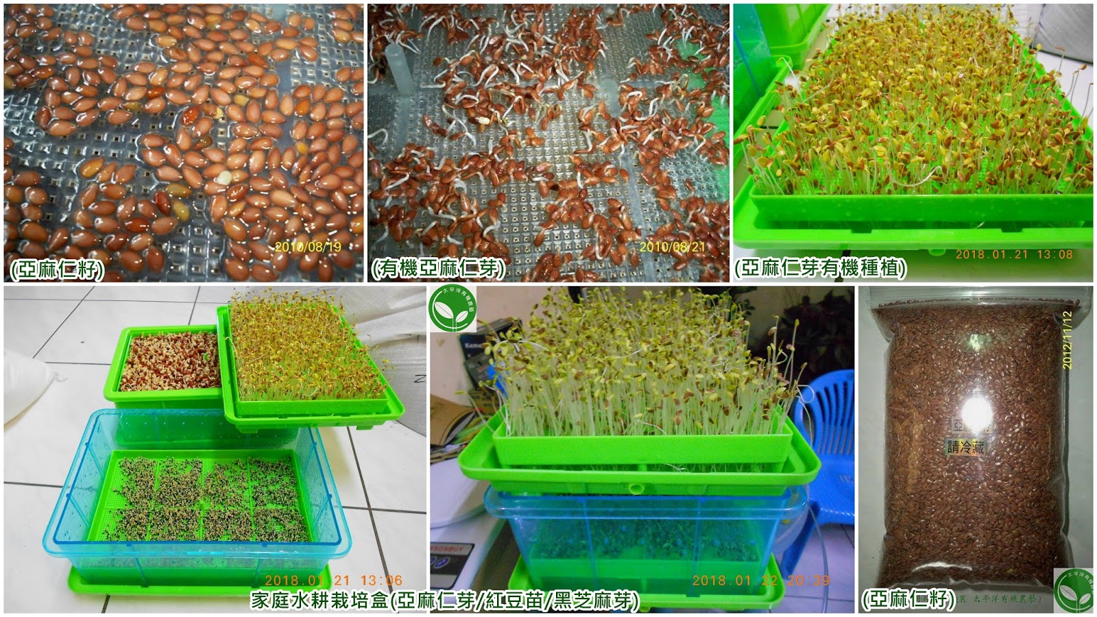 亞麻,亞麻芽,亞麻苗,亞麻子,亞麻子芽,亞麻子苗,亞麻子粉,亞麻子營養成份,亞麻子哪裡買,亞麻子功效,亞麻子油,亞麻子食譜,亞麻子油 flaxseed oil,亞麻子油哪裡買,亞麻子油功效,亞麻子油 omega-3,亞麻籽,亞麻籽油,亞麻籽油的功效,亞麻籽油怎麼吃,亞麻籽油減肥,亞麻仁,亞麻仁芽,亞麻仁苗,亞麻仁油的功用,亞麻仁油功效,亞麻仁油哪裡買,亞麻仁油減肥,亞麻種子,亞麻仁籽,亞麻仁籽的功效,亞麻仁籽油,亞麻仁籽粉,亞麻仁籽的功用,亞麻仁籽哪裡買,亞麻仁子,亞麻仁子的功效,亞麻仁子油,亞麻仁子食用方法,亞麻仁子 flaxseed,亞麻仁子哪裡買,亞麻仁子產地,亞麻籽精力湯,亞麻木酚素,亞麻多酚,黃金亞麻仁粉,亞麻仁粉,亞麻仁籽去哪買,種亞麻仁,亞麻仁籽要洗嗎,亞麻仁籽粉哪裡買,亞麻籽種植,統一生機有機亞麻仁籽,亞麻籽全聯,種亞麻,亞麻籽costco,亞麻仁樹,亞麻種植台灣