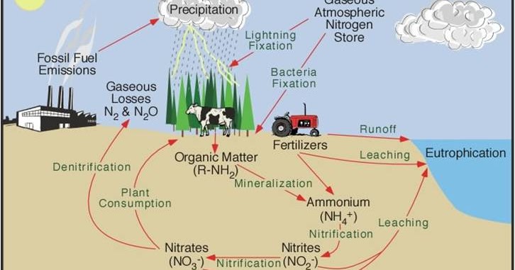 siklus-biogeokimia-biology-for-senior-high-school