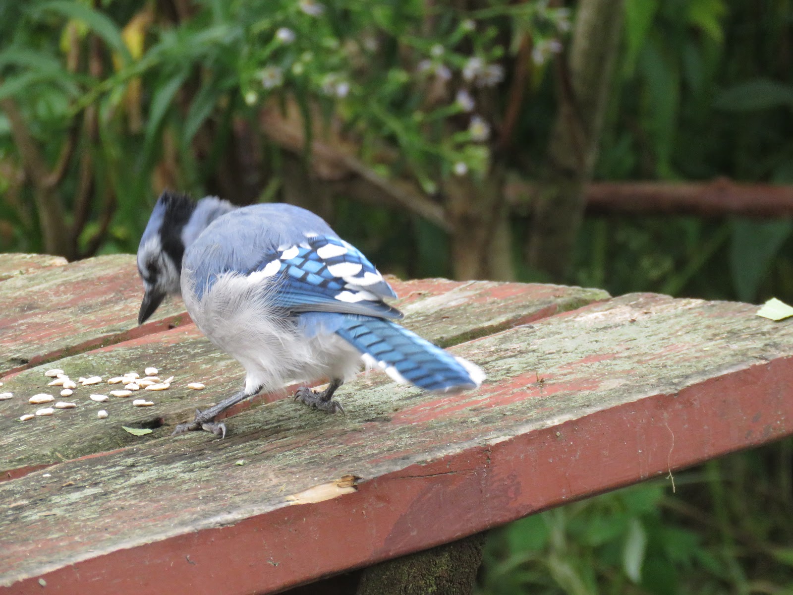 Bird & Travel Photos, Birding Sites, Bird Information BLUE JAYS EATING
