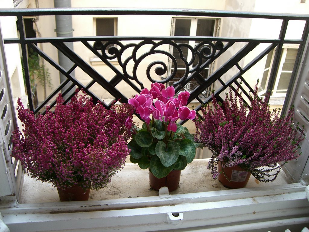 Travel Dilettante: Les Fleurs de Paris