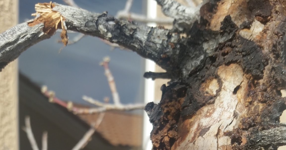 Xtremehorticulture of the Desert Borer Damage to Fruit Trees Best