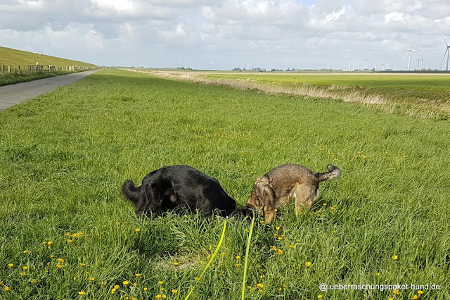 Überraschungspaket Hund ein Hundeblog der zeigt, wie unterschiedlich