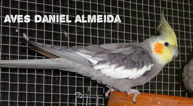 Aves Daniel Almeida