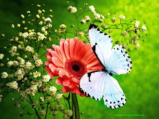 Beautiful Flower Image Wallpaper With Butterfly In Hd For Android And Desktop