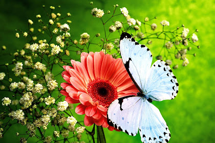 Semua Posting Tentang Flower Butterfly Wallpaper Hd Download For