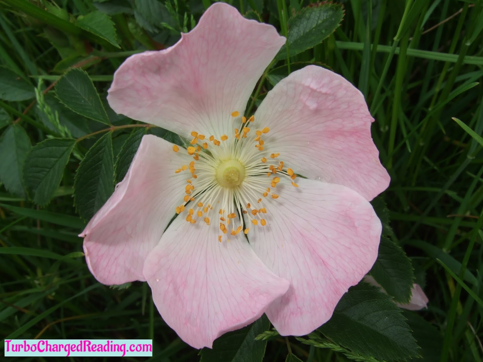 Turbo Charged Reading. Basic English Grammar Noun, Verb, Adjective