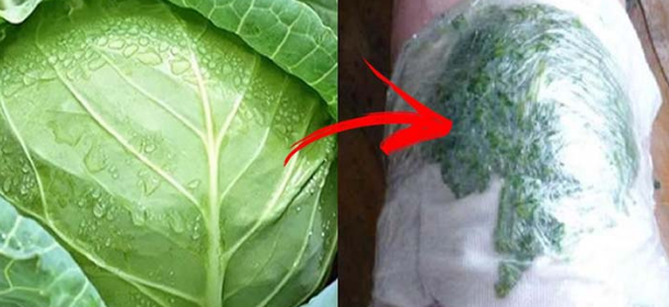 COLOQUE UNA HOJA DE REPOLLO EN LA ZONA AFECTADA Y PARE DE SUFRIR TODA LA VIDA. COLOQUE UNA HOJA DE REPOLLO EN LA ZONA AFECTADA Y PARE DE SUFRIR TODA LA VIDA.