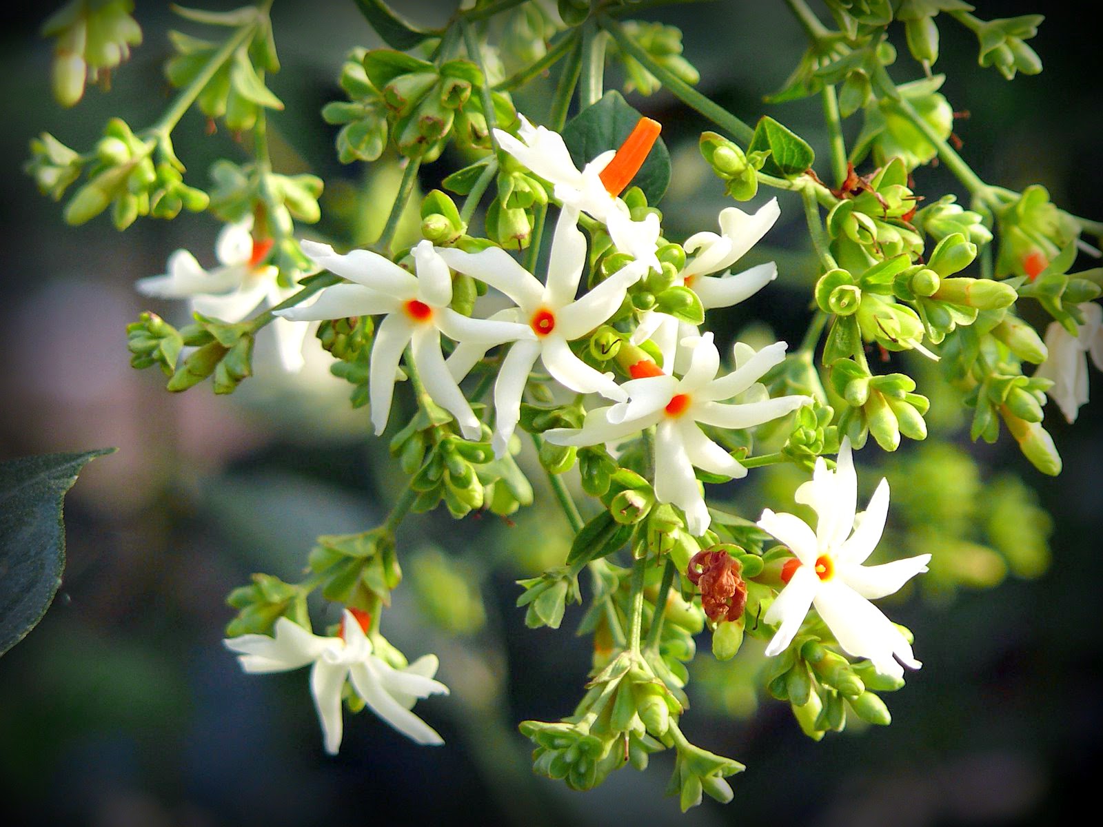 POINTS TO PONDER: J for &amp;quot;(Night-flowering) Jasmine&amp;quot;