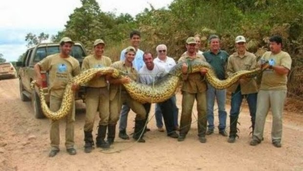 gambar hewan - foto ular anaconda