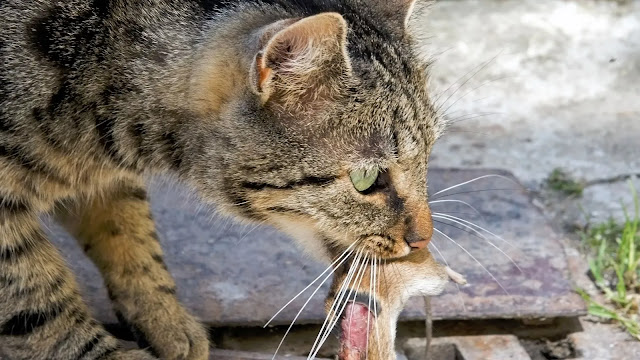 Cute Domestic Cat Cute Domestic Cat