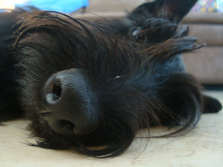 Scottish Pepper Scottie nose