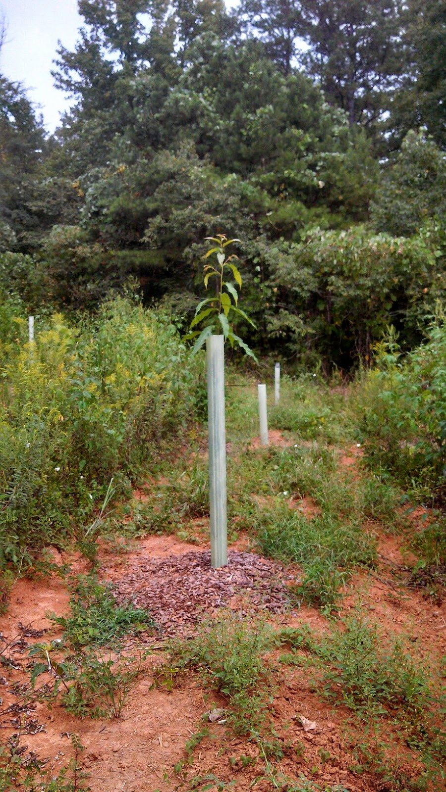 Tree Tubes Forum Tree Tubes on American Chestnut Trees 2