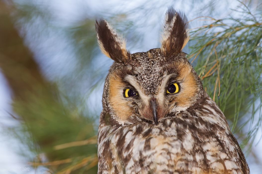 12. Long-eared Owl
