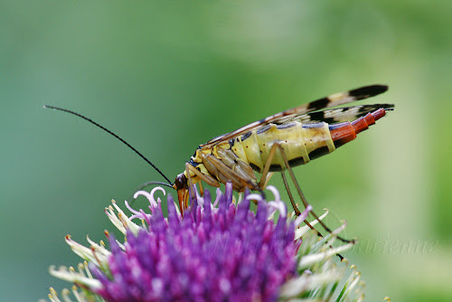 Panorpa sp.