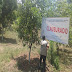 PROFEPA clausura 23 hectáreas de huertas de aguacate por cambio de uso de suelo en terrenos forestales sin autorización en Michoacán