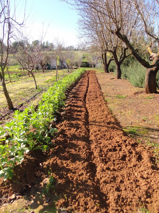 PREPARACIÓN DEL TERRENO CON MOTOAZADA PARA PLANTAR GARRAS DE ESPÁRRAGOS