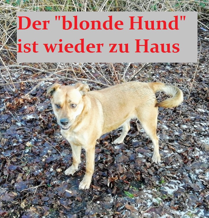 Tierheim Bremerhaven Sucht Neue Hundefreunde Bremerhaven News