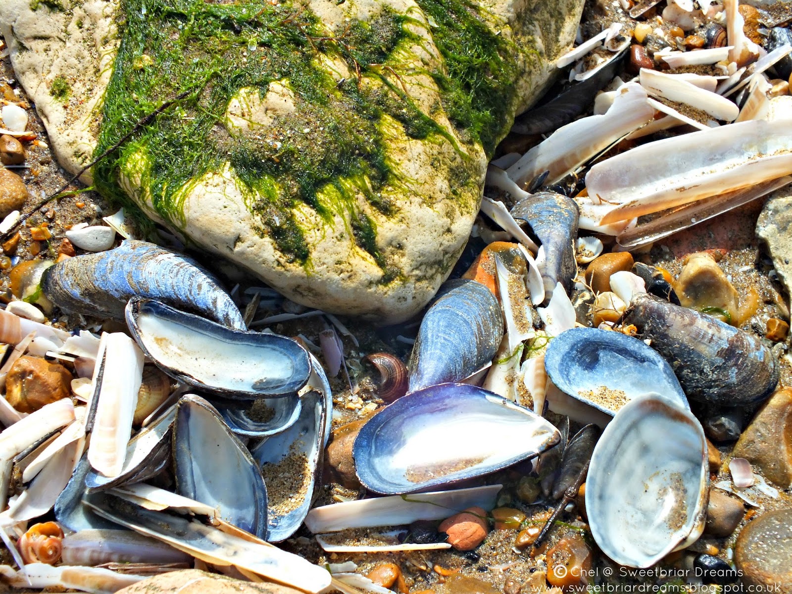 Sweetbriar Dreams Singing Cockles and Mussels Alive Alive Oh