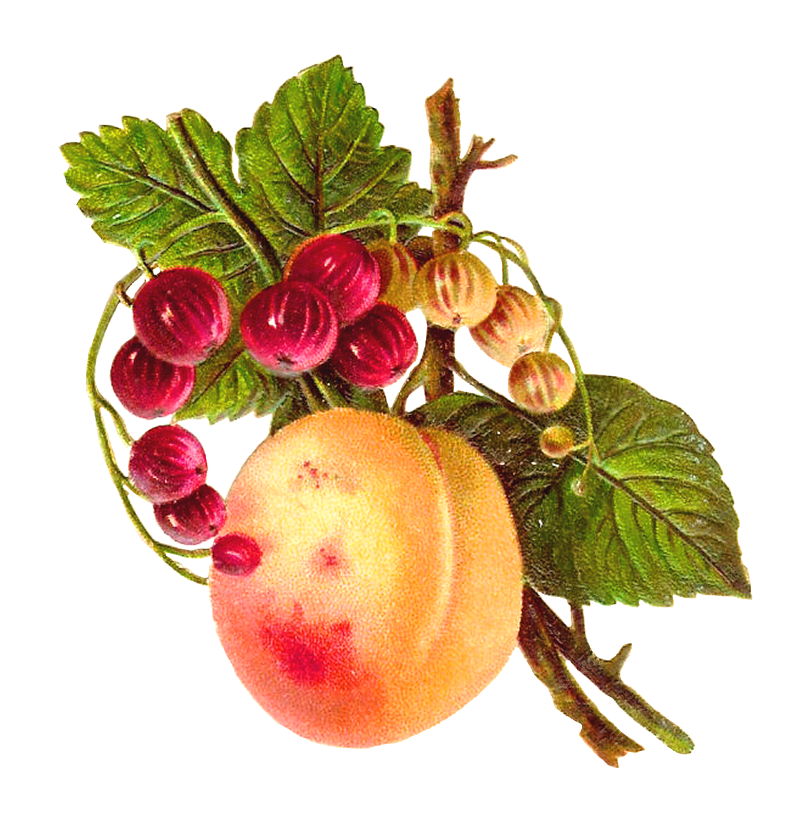 free vintage fruit clip art - photo #1