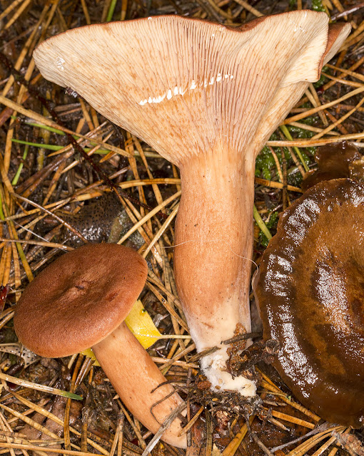 Lactarius rufus, Rufous Milkcap.   Keston Common, 19 October 2013.