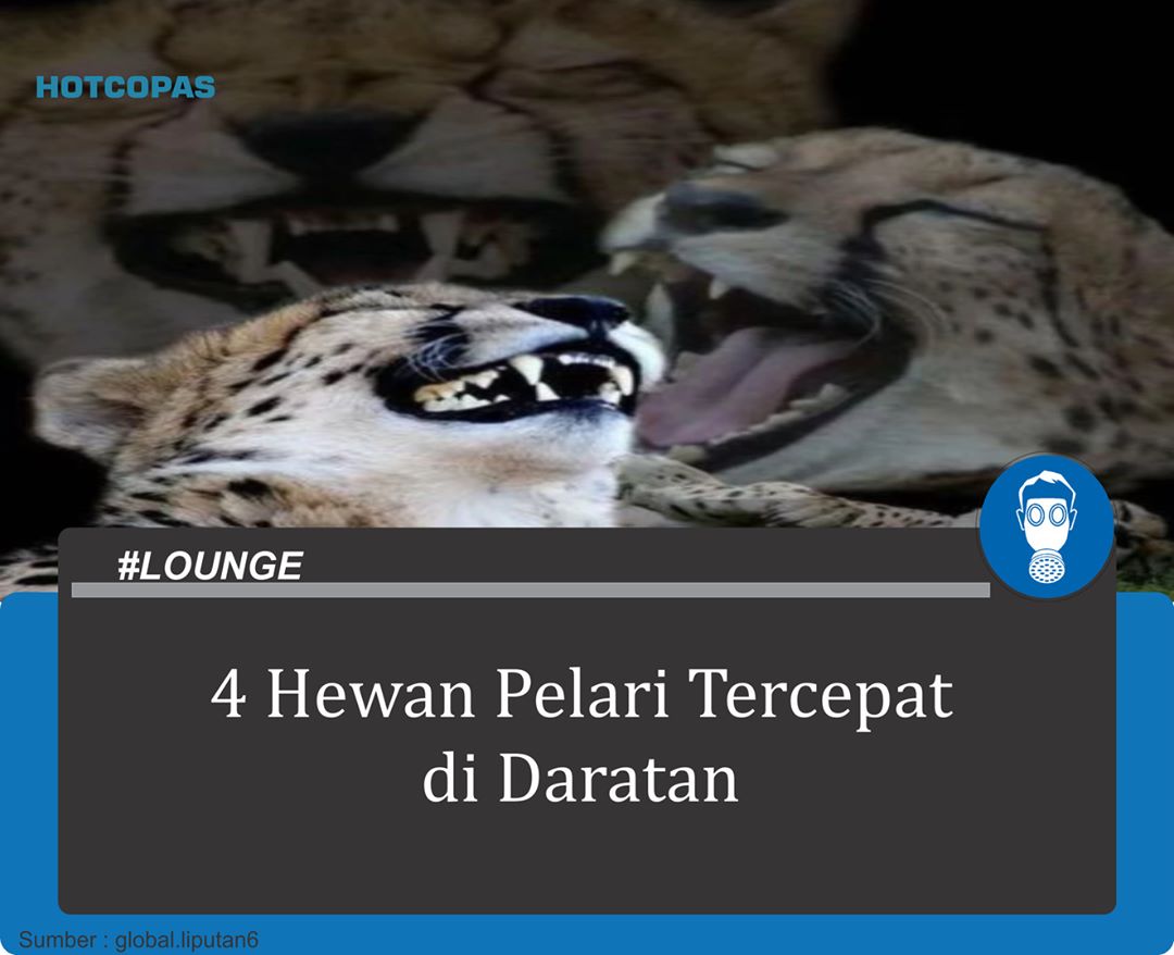 4 Hewan Pelari Tercepat Di Daratan Hotcopas