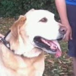 Sinds 18 augustus 2012  hebben we een Duitse Labrador uit Costa Rica: Yasko