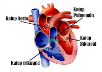 Cara Mengobati Penyakit Jantung Bocor Secara Alami | KASKUS