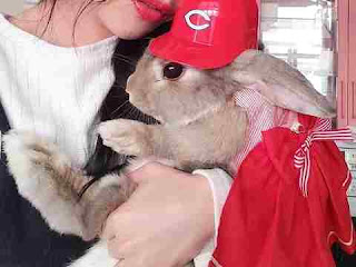 Dream Meaning of rabbits Dream Meaning of rabbits